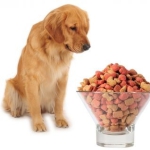 Kaip pasirinkti sausą šunų maistą