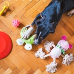 Kodėl šunų žaislai gali būti labai naudingi